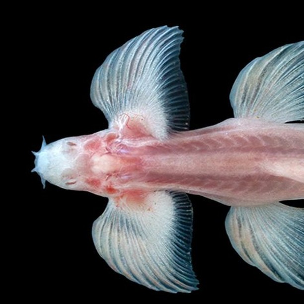 Cient&iacute;ficos descubren al menos 11 especies de peces que son capaces de caminar