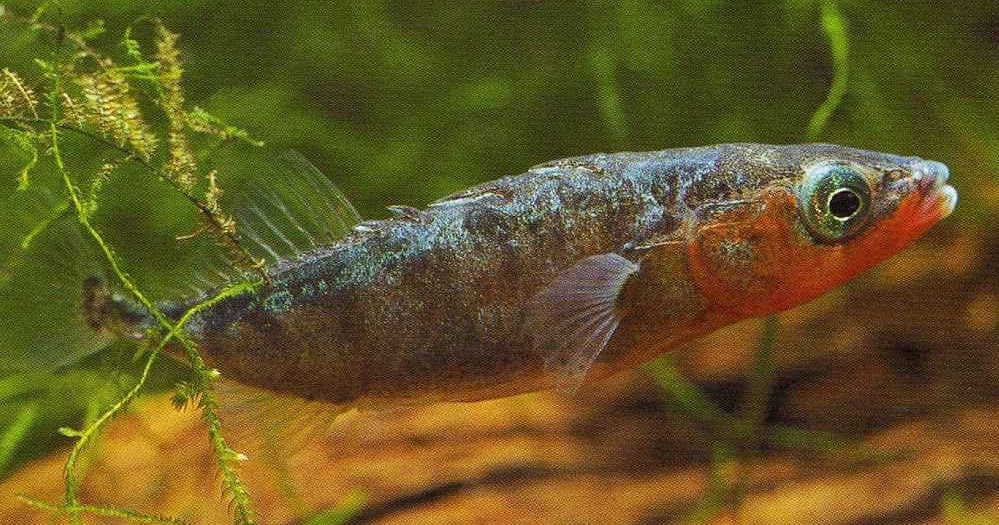 El min&uacute;sculo pez que ayudar&aacute; a predecir qu&eacute; animales sobrevivir&aacute;n al cambio clim&aacute;tico