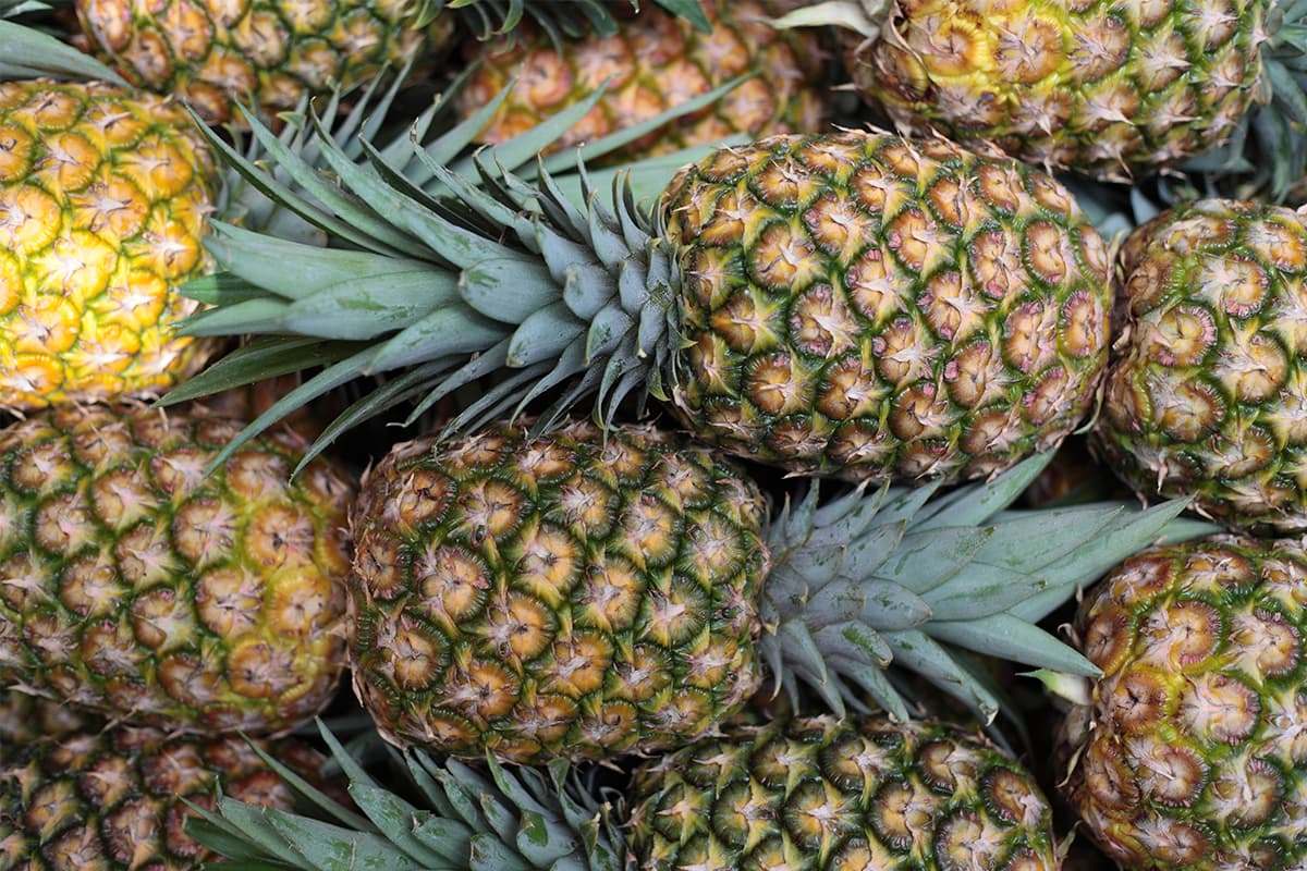 Gobierno apoyar&aacute; a productores de pi&ntilde;a para incrementar exportaci&oacute;n