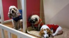 Piscina y masajes en el primer hotel de lujo para perros del sur de Asia