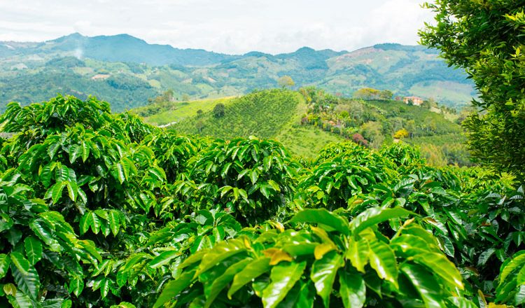 Piden mantener independencia del Indocaf&eacute;