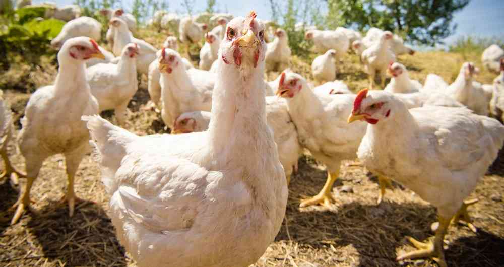 Bolivia: Productos av&iacute;colas escasear&iacute;an frente a falta de soja