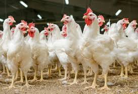Traer&aacute;n 130 mil pollos para enfrentar escasez
