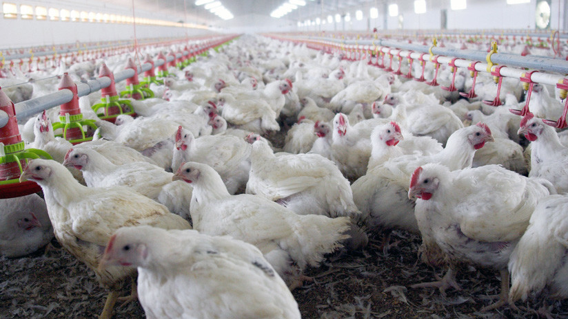 Dificultad para distribuir rubros agropecuarios