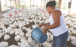 Comerciantes se quejan del aumento y escasez de pollo en el pa&iacute;s