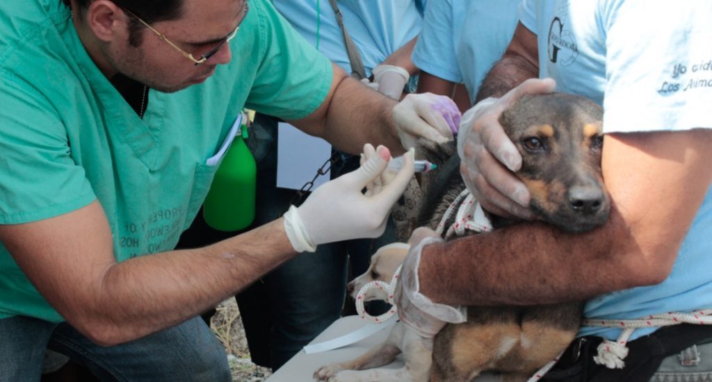 Organizaciones piden respetar vida de animales y cumplir ley los protege