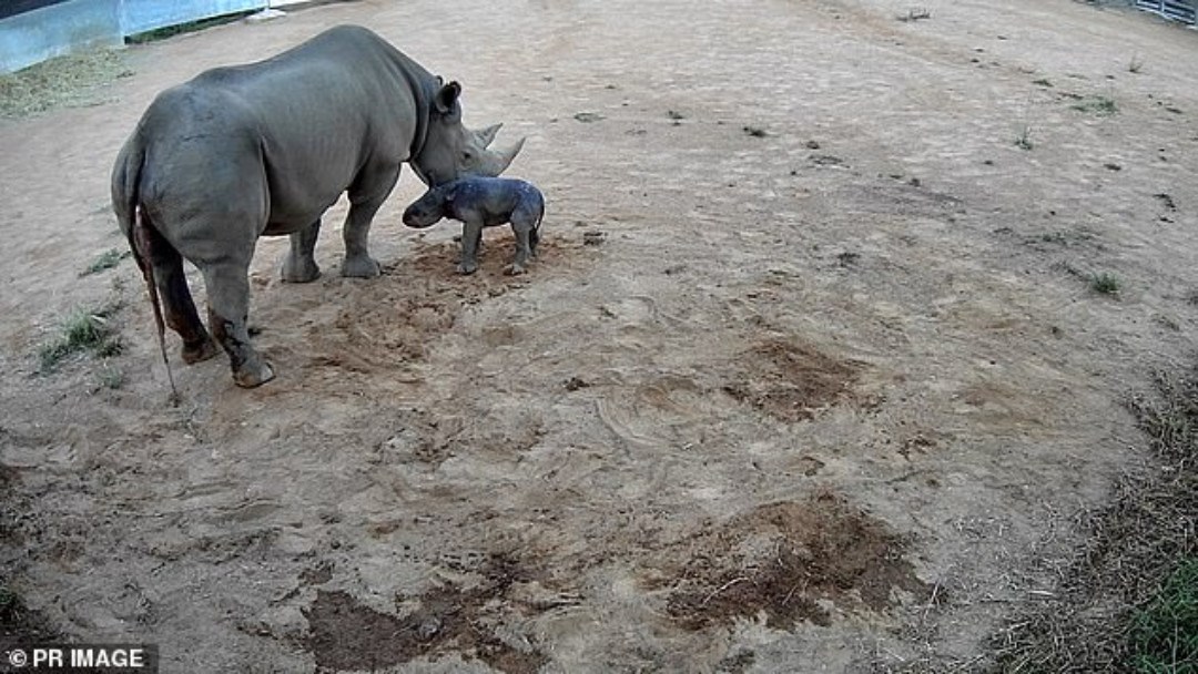 Cr&iacute;a de Rinoceronte negro nace en el zool&oacute;gico de Duboo-Australia
