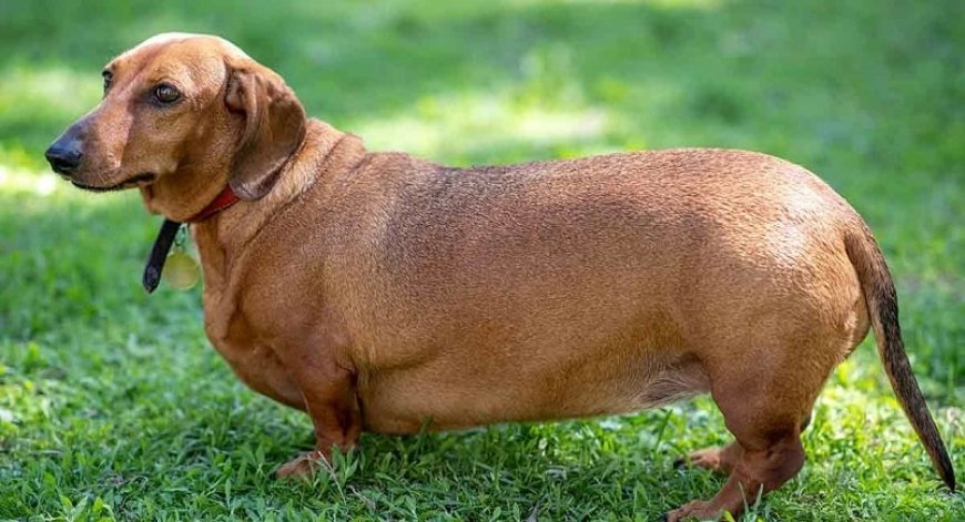 Covid-19: Los perros tambi&eacute;n han engordado durante el confinamiento