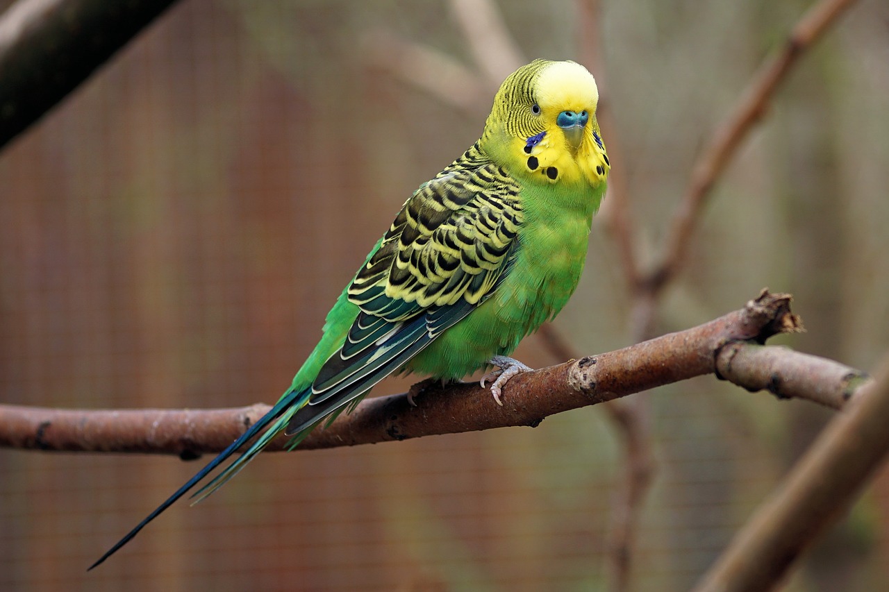 Sarna en paseriformes y peque&ntilde;os periquitos