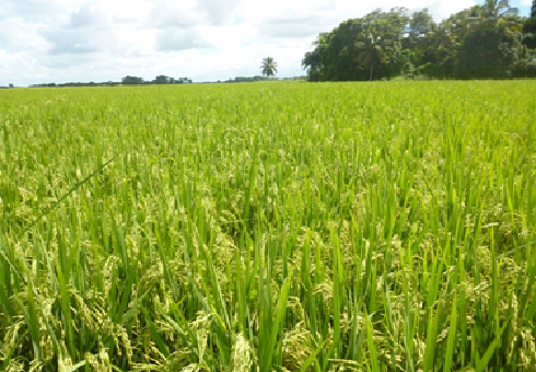 Agricultura asegura abastecimiento de alimento ante preocupaci&oacute;n por el COVID-19