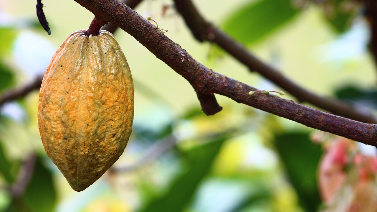 Fomentan la siembra de cacao en sustituci&oacute;n de cafetales da&ntilde;ados