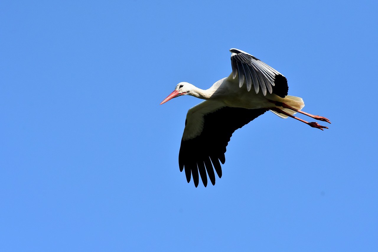 Las aves son el gran &ldquo;term&oacute;metro&rdquo; del estado del medioambiente
