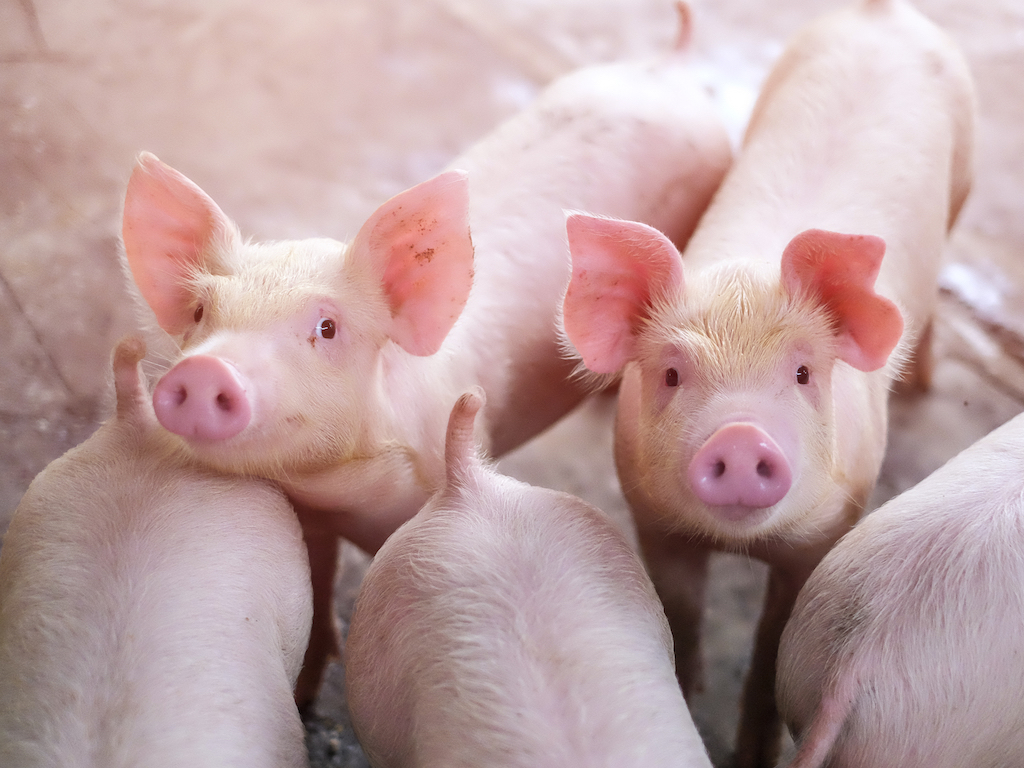 Se espera una reducci&oacute;n de la producci&oacute;n de carne de cerdo este a&ntilde;o en la Uni&oacute;n Europea