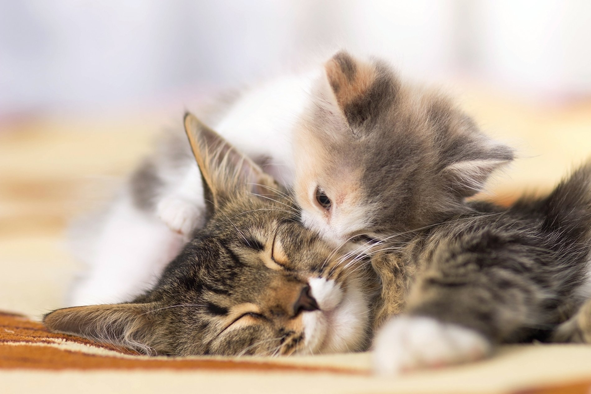 Una web ayuda a identificar dolor en gatos con sus expresiones faciales
