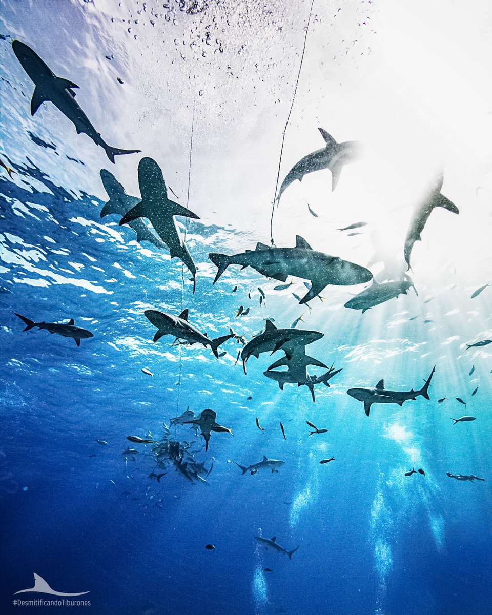 Revelan que hace 19 millones de a&ntilde;os se produjo una misteriosa extinci&oacute;n masiva de tiburones