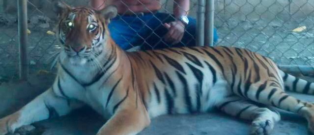 Se pueden adquirir algunos animales ex&oacute;ticos con permiso de Medio Ambiente