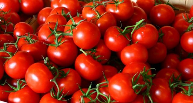 La producci&oacute;n del tomate industrial mueve RD$100 millones al mes