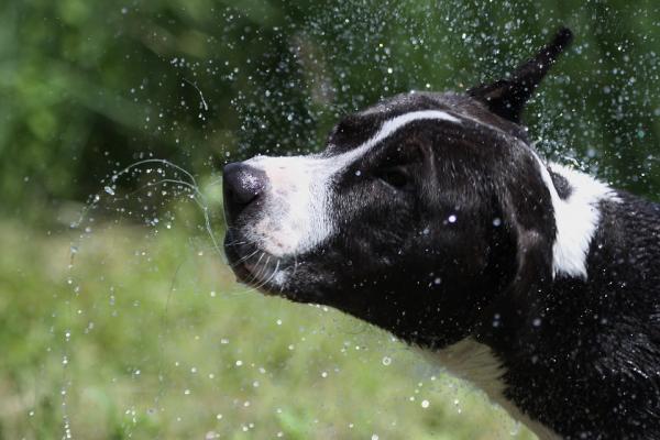 &iquest;Por qu&eacute; se sacuden los perros?