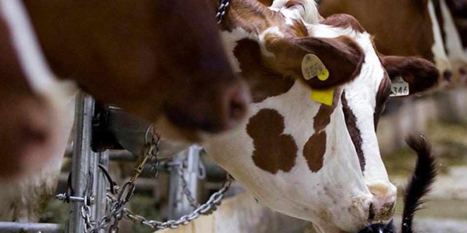 &iquest;Qu&eacute; es Tudder? &ldquo;el tinder para vacas que usan en el Reino Unido&rdquo;