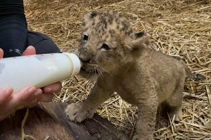 Un cachorro de le&oacute;n nace en el zool&oacute;gico de Singapur por inseminaci&oacute;n artificial