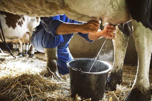 Las tres vacas m&aacute;s  impresionantes del mundo 