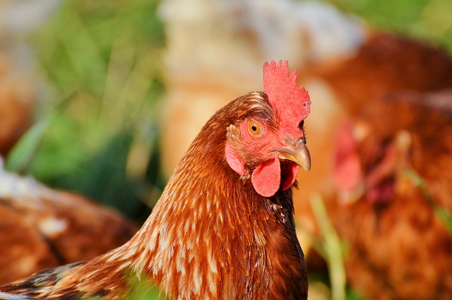 Venta pollo es normal y aumenta de precio
