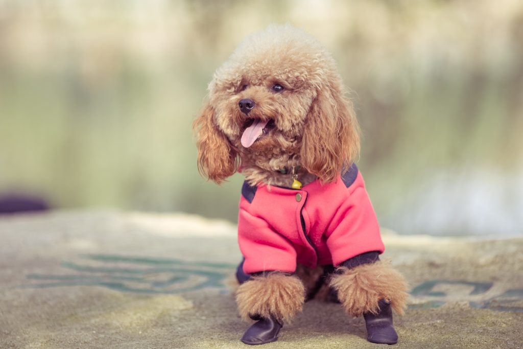 Descubre cu&aacute;les son las caracter&iacute;sticas adecuadas para la ropa de tu mascota en este fin de a&ntilde;o