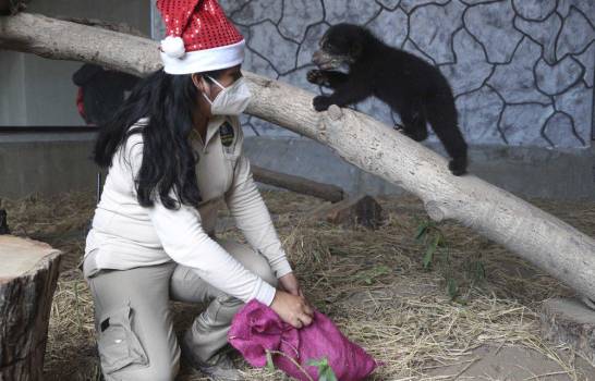 Animales de zool&oacute;gico en Per&uacute; destrozan &ldquo;juguetes&rdquo; navide&ntilde;os